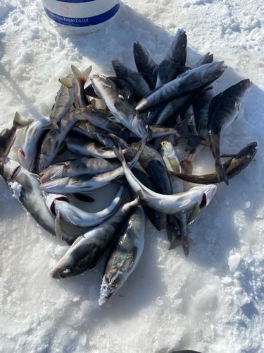 ホッケの釣果