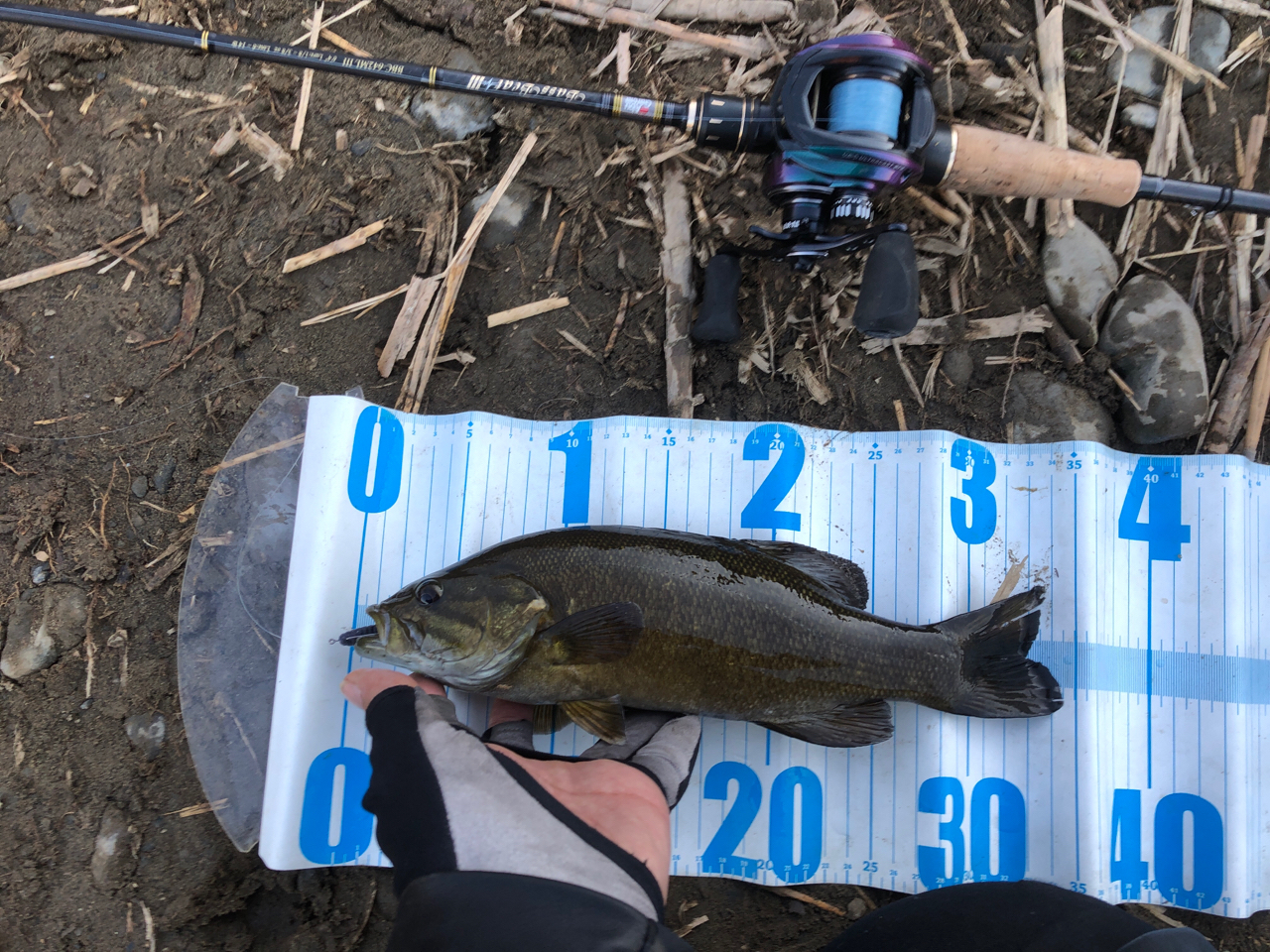 多摩川中流で釣れたラージマウスバスの釣り・釣果情報 - アングラーズ