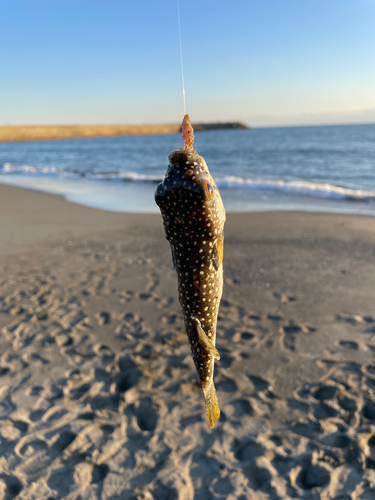 フグの釣果