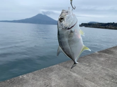 メッキの釣果