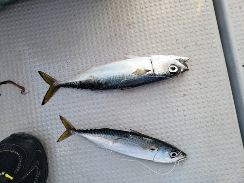 サバの釣果