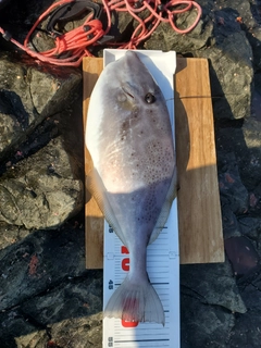 ウスバハギの釣果