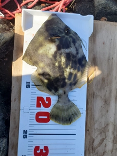 カワハギの釣果