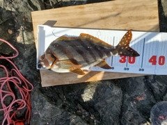 タカノハダイの釣果