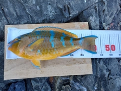 ヒブダイの釣果