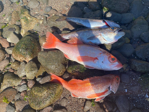 アカムツの釣果