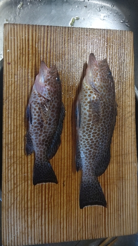 オオモンハタの釣果