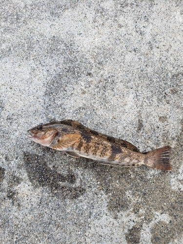 アイナメの釣果