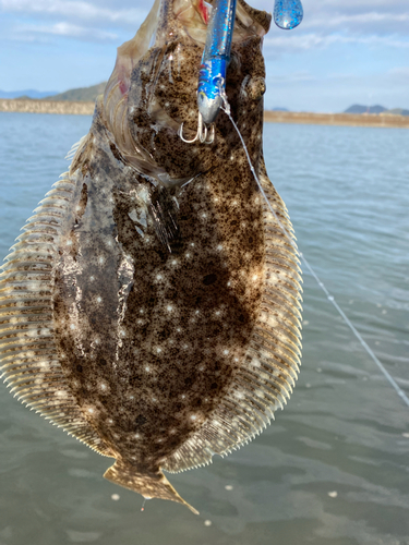 ヒラメの釣果