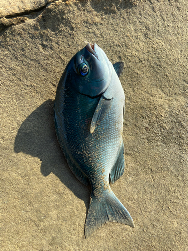 オナガグレの釣果