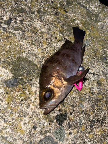 メバルの釣果