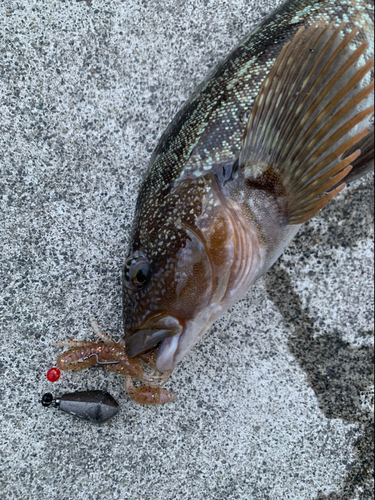 アイナメの釣果