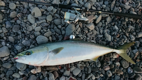 メジロの釣果