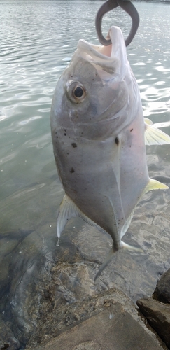 ロウニンアジの釣果