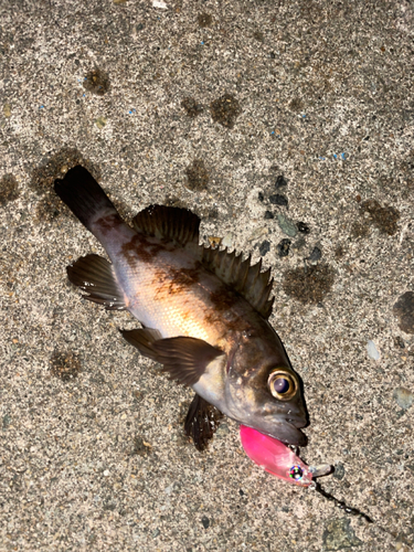 メバルの釣果