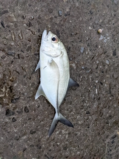 オニヒラアジの釣果