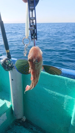 ホウボウの釣果