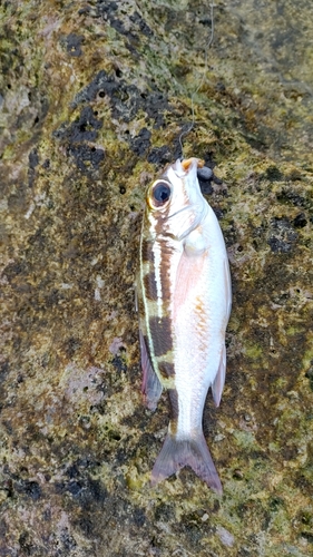 キントキダイの釣果