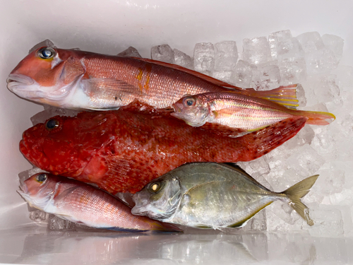 アマダイの釣果