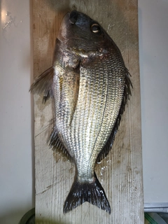 ヘダイの釣果