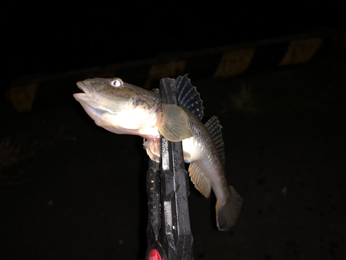 マハゼの釣果