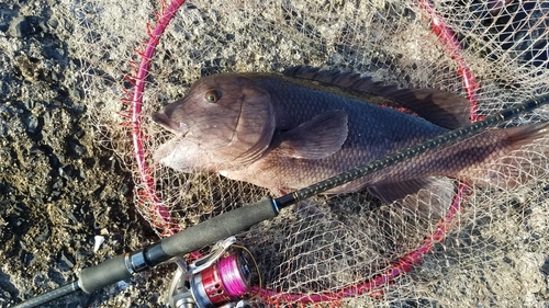 コブダイの釣果