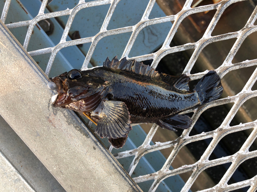 ムラソイの釣果