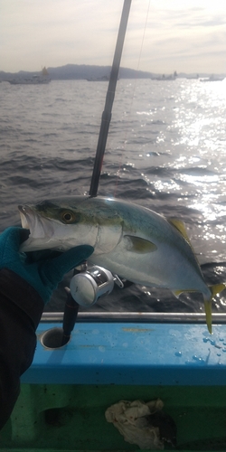 イナダの釣果