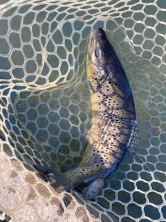 トラウトの釣果