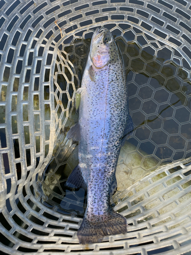 ニジマスの釣果