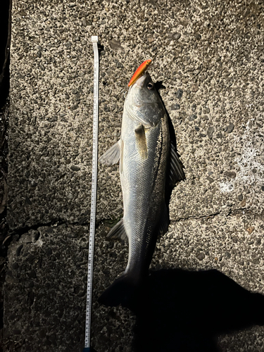 シーバスの釣果