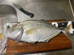 シマアジの釣果