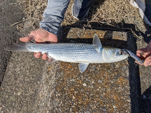 ボラの釣果