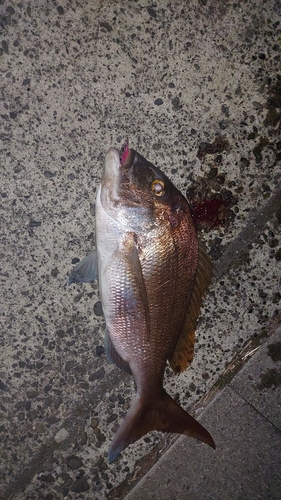 マダイの釣果