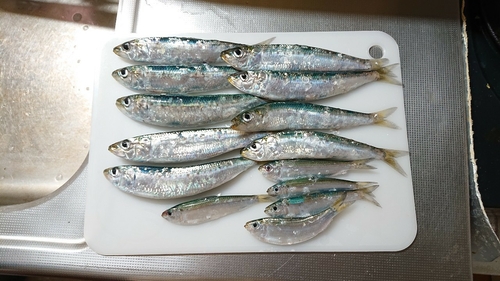 マイワシの釣果