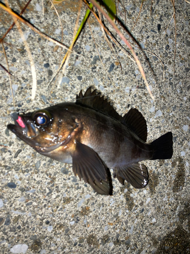 メバルの釣果