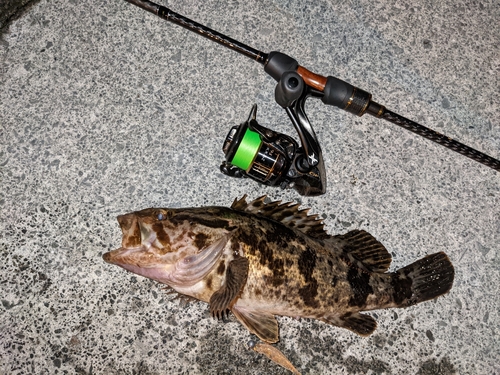 ベッコウゾイの釣果