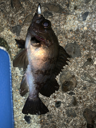 メバルの釣果