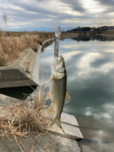 ハスの釣果