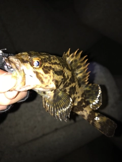 タケノコメバルの釣果