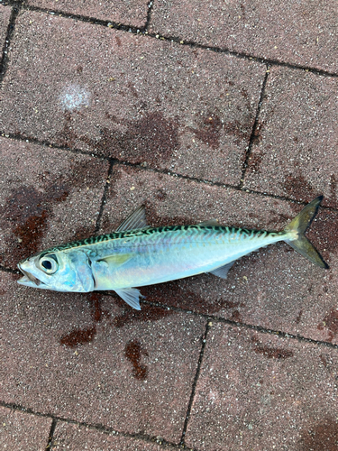 サバの釣果