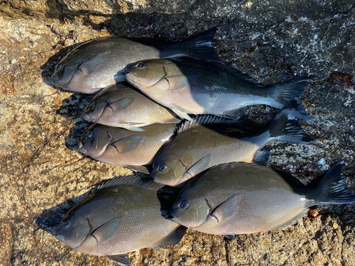 グレの釣果