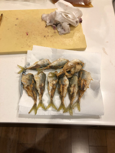 アジの釣果