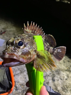 カサゴの釣果