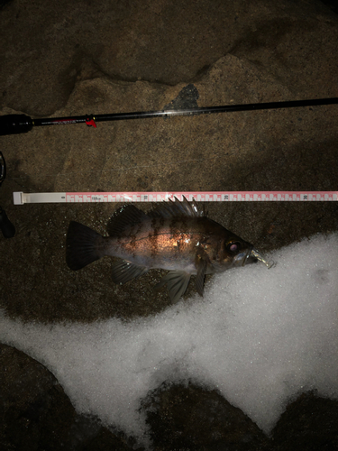 メバルの釣果