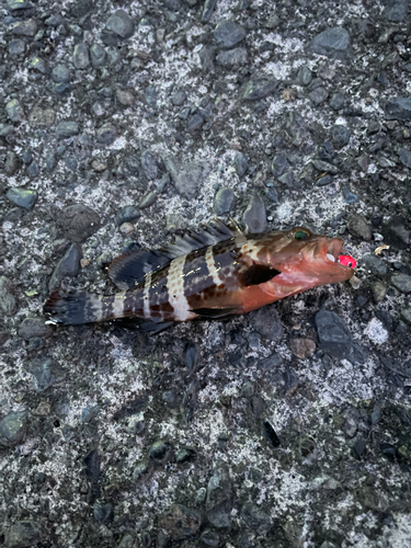 ヤイトハタの釣果