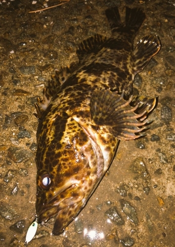 タケノコメバルの釣果