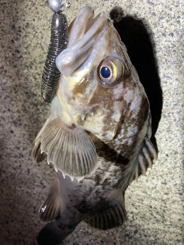 クロソイの釣果