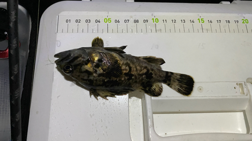 タケノコメバルの釣果