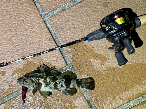 タケノコメバルの釣果